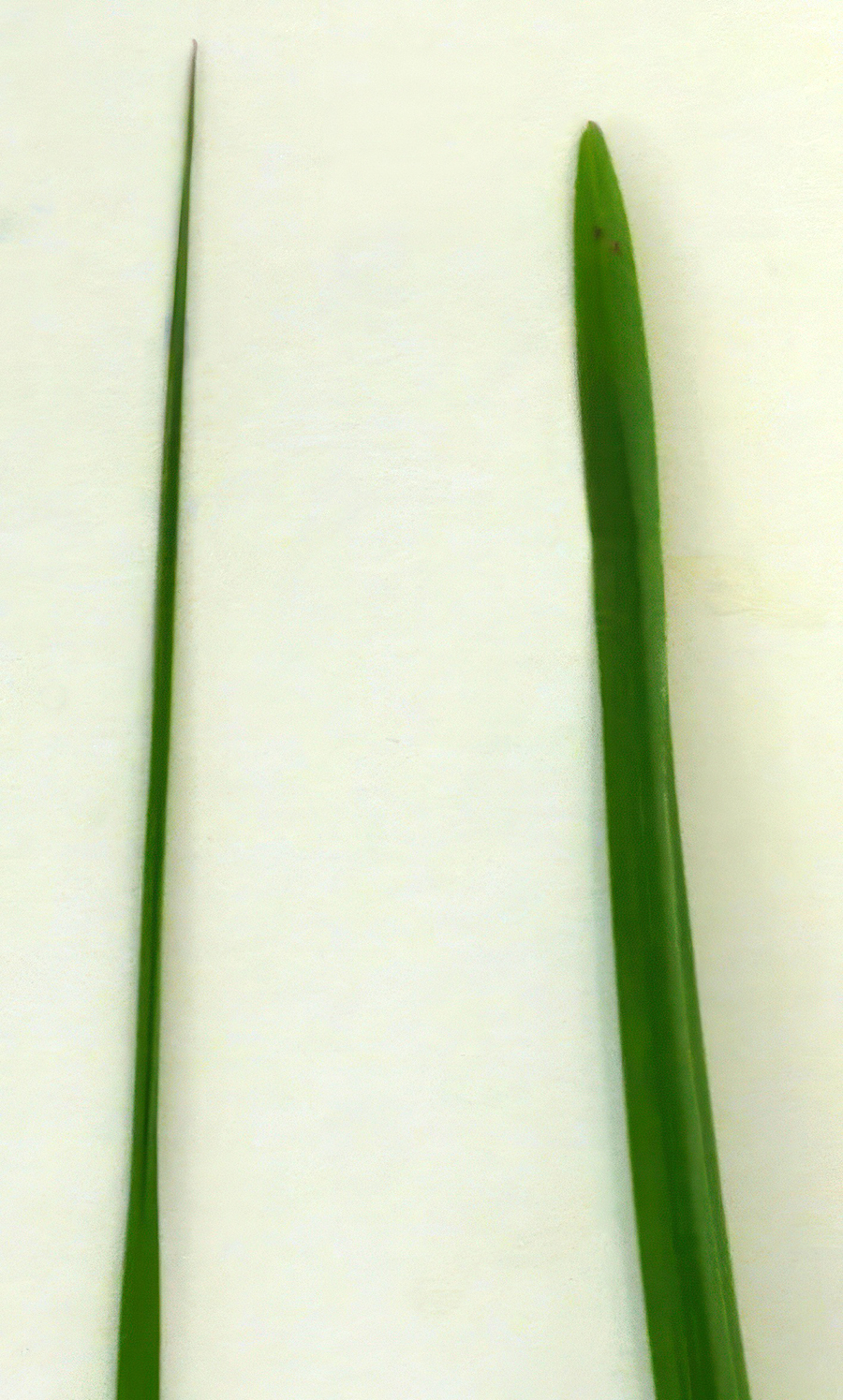Two blades of grass the left being thinner and taller, the right blade being wider and shorter. 